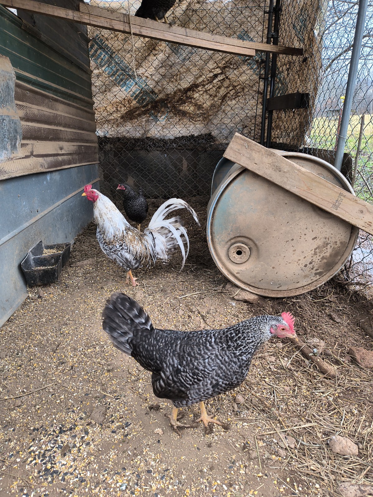 6 Dom Pure Hatching Eggs