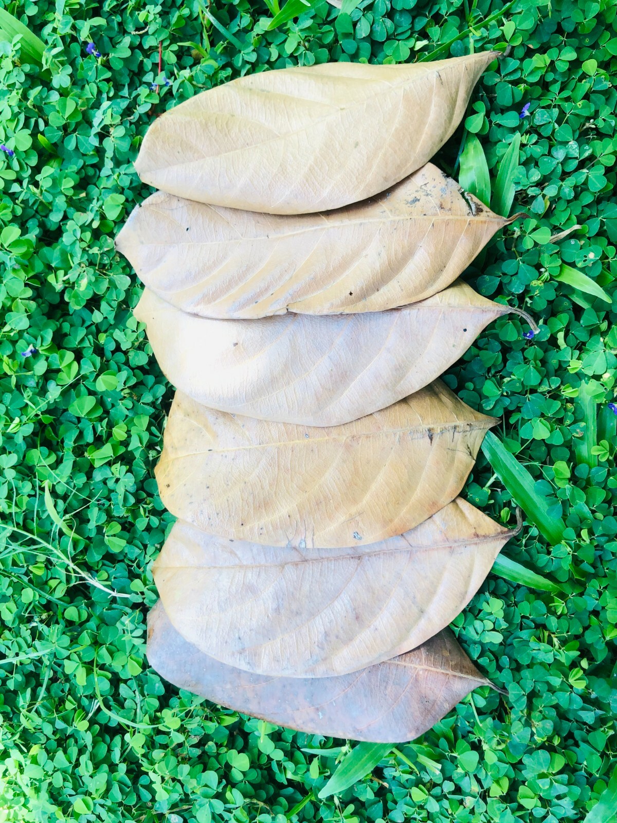 100 Pcs Dried Jackfruit Leaves Kataha BioFilm Organic Shrimp Aquarium Ceylon