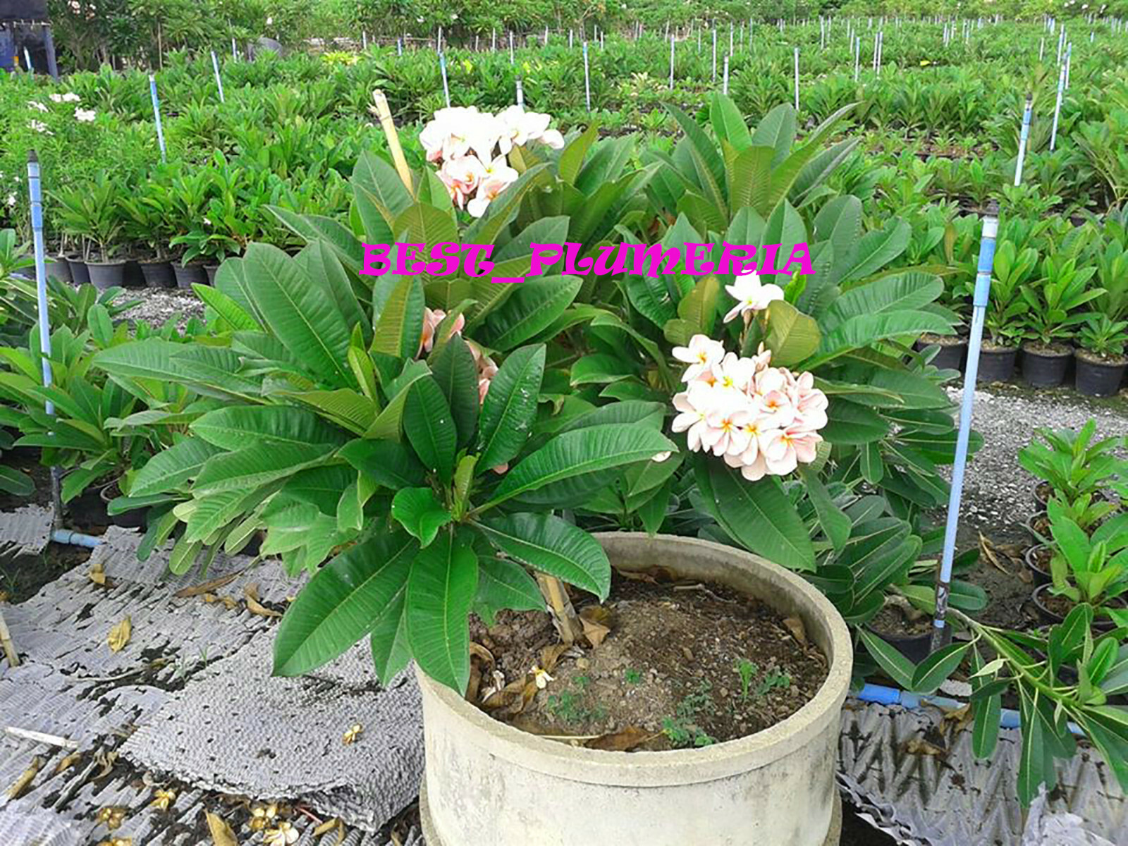 Plumeria Seeds/Flowers/Ngamvilai/Fresh 100 seeds!!