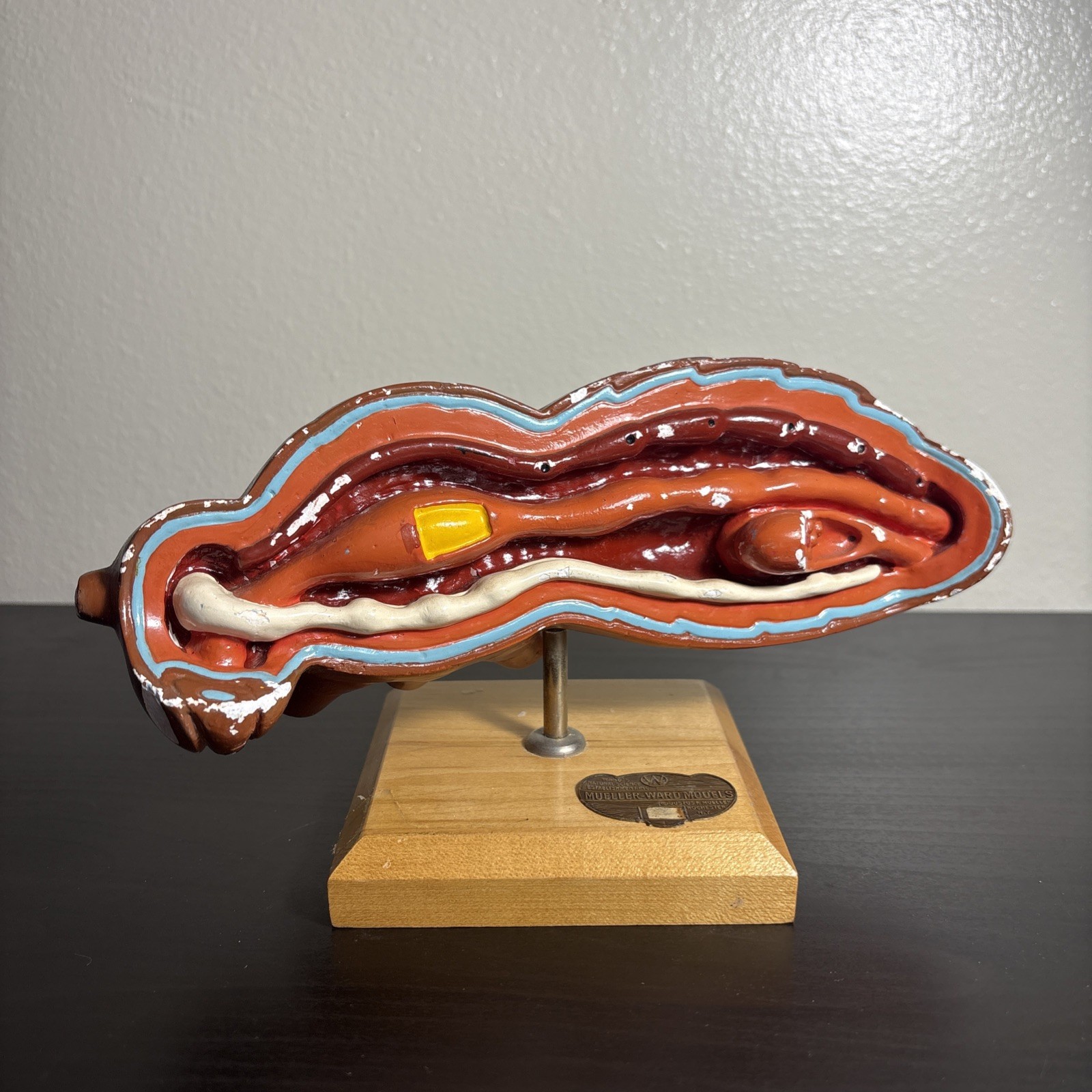 Vintage Mueller-Ward Models Bee Wasp Anatomical Classroom Biology Model 7x3”