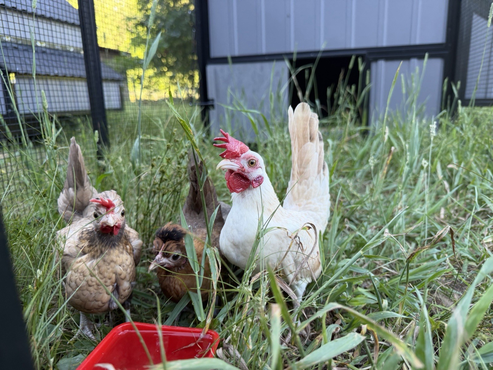 6 Kikiriki Hatching Eggs 🐣 Tiny Chickens From Puerto Rico