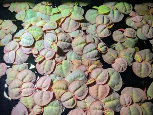 Red Root Floater, (Phyllanthus Fluitans) Live Aquarium Plantss.s
