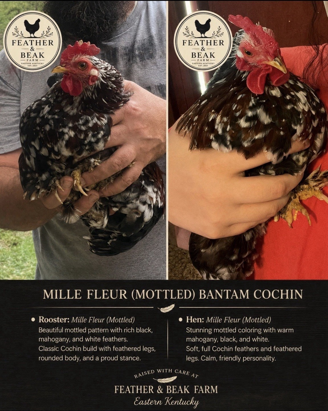Feather & Beak Farm 12 Hatching Eggs Mille Fleur (Mottled) Bantam Cochin Chicken