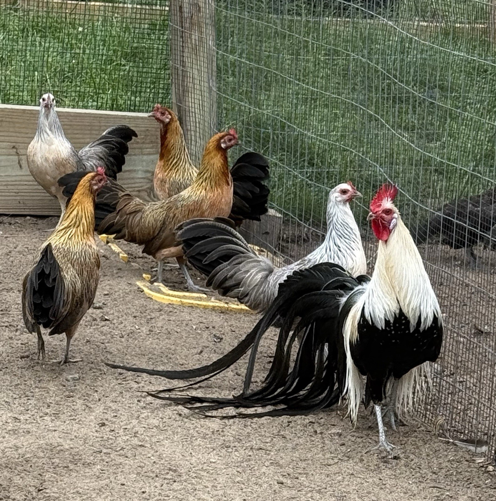 6+ Onagadori Longtail Honorable Fowl Hatching Eggs