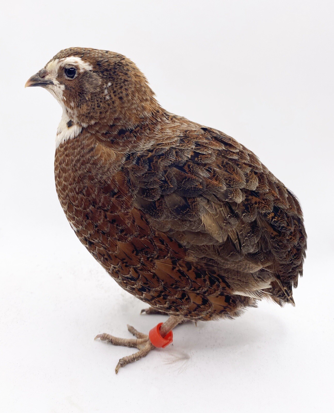 60++ Celadon Blue Coturnix Quail Hatching Eggs - Tuxedo, White, Red Range + More