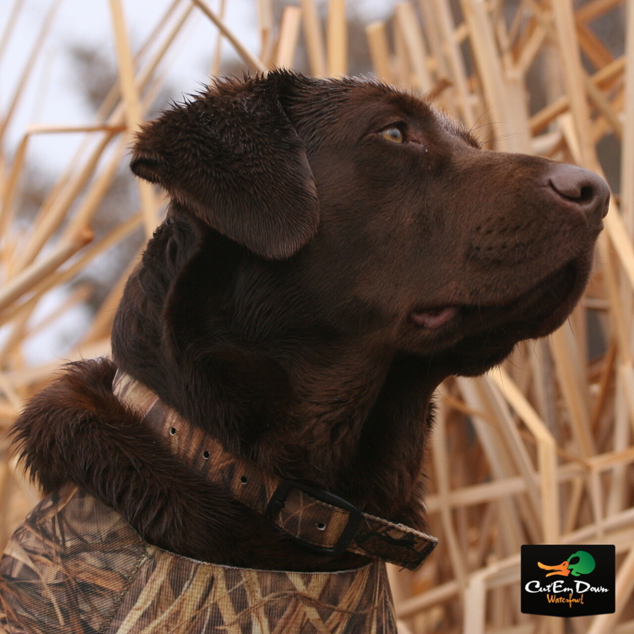 NEW AVERY SPORTING DOG GREENHEAD GEAR GHG STANDARD HUNTING DOG COLLAR