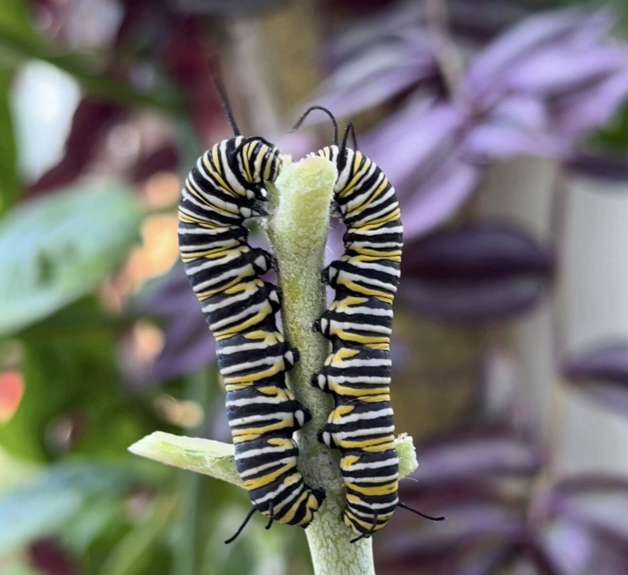 Monarch Caterpillar, Monarchs, Live Caterpillar