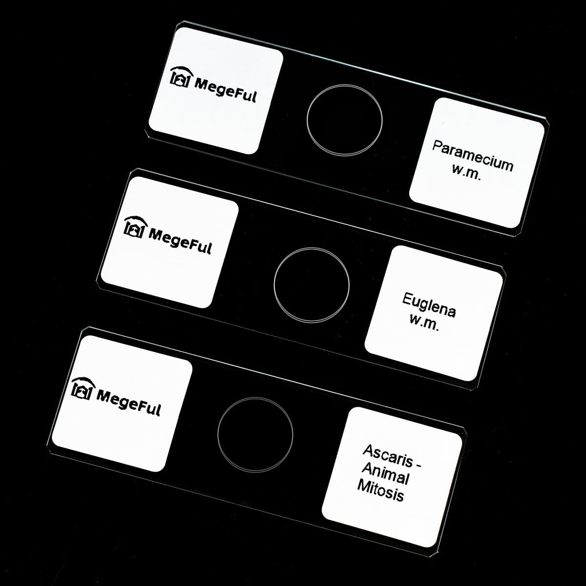 Prepared Microscope Slides for Apologia Biology Series, 16PCS Microscope Slides
