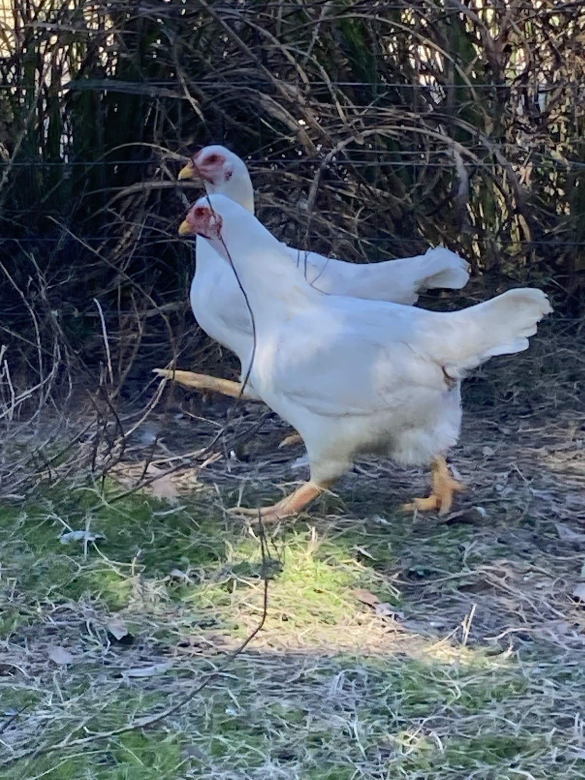 6 Largefowl White Cornish Hatching Eggs