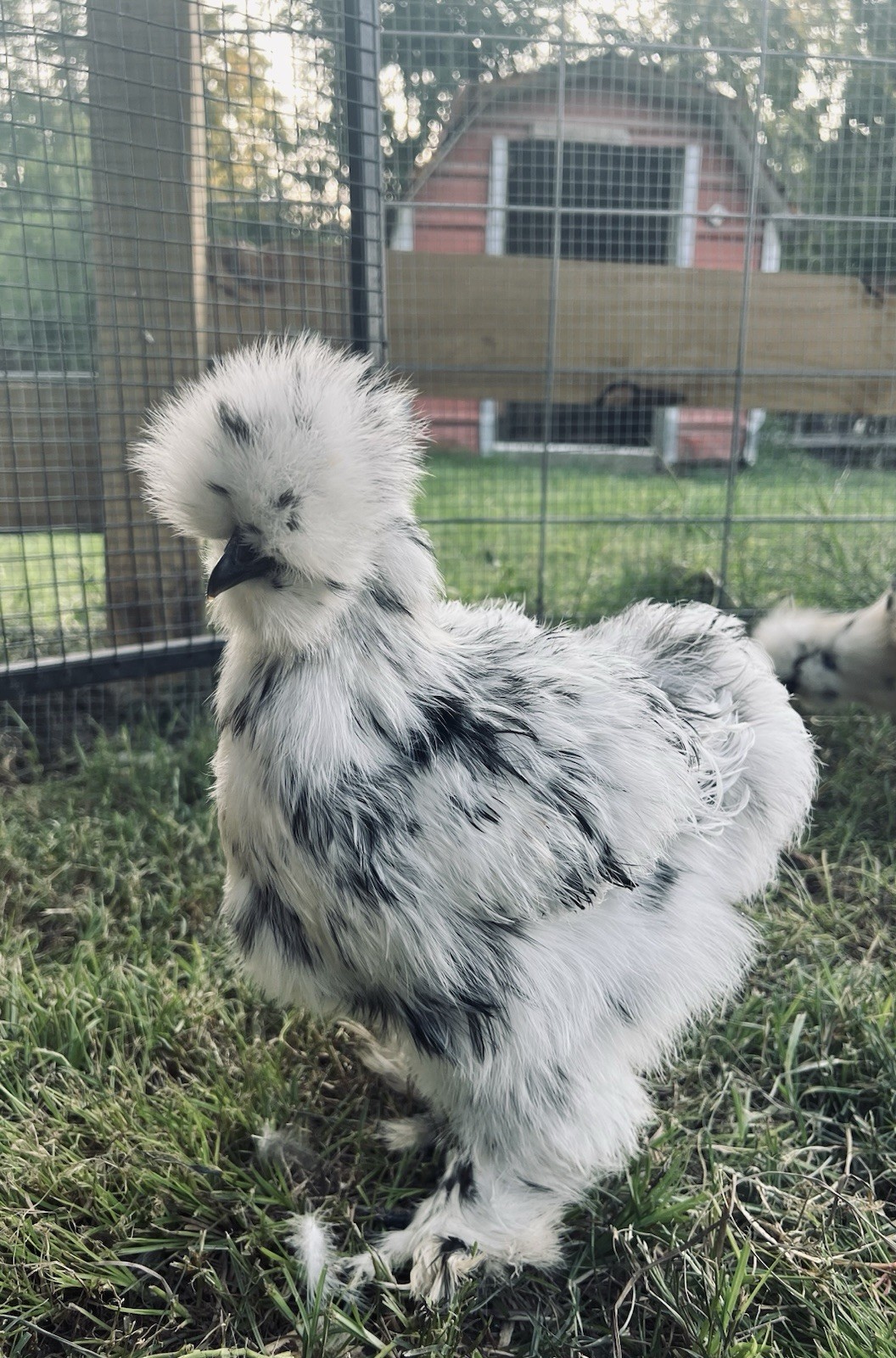 6+ Bearded Paint Silkie Hatching Eggs NPIP Certified Flock
