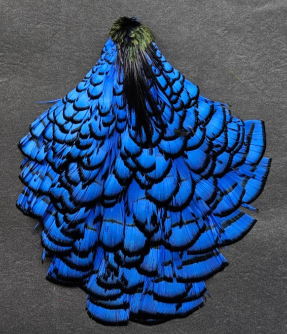 Lady Amherst Cape. Fly Tying Feather. Color; Blue.. Grade "AA"