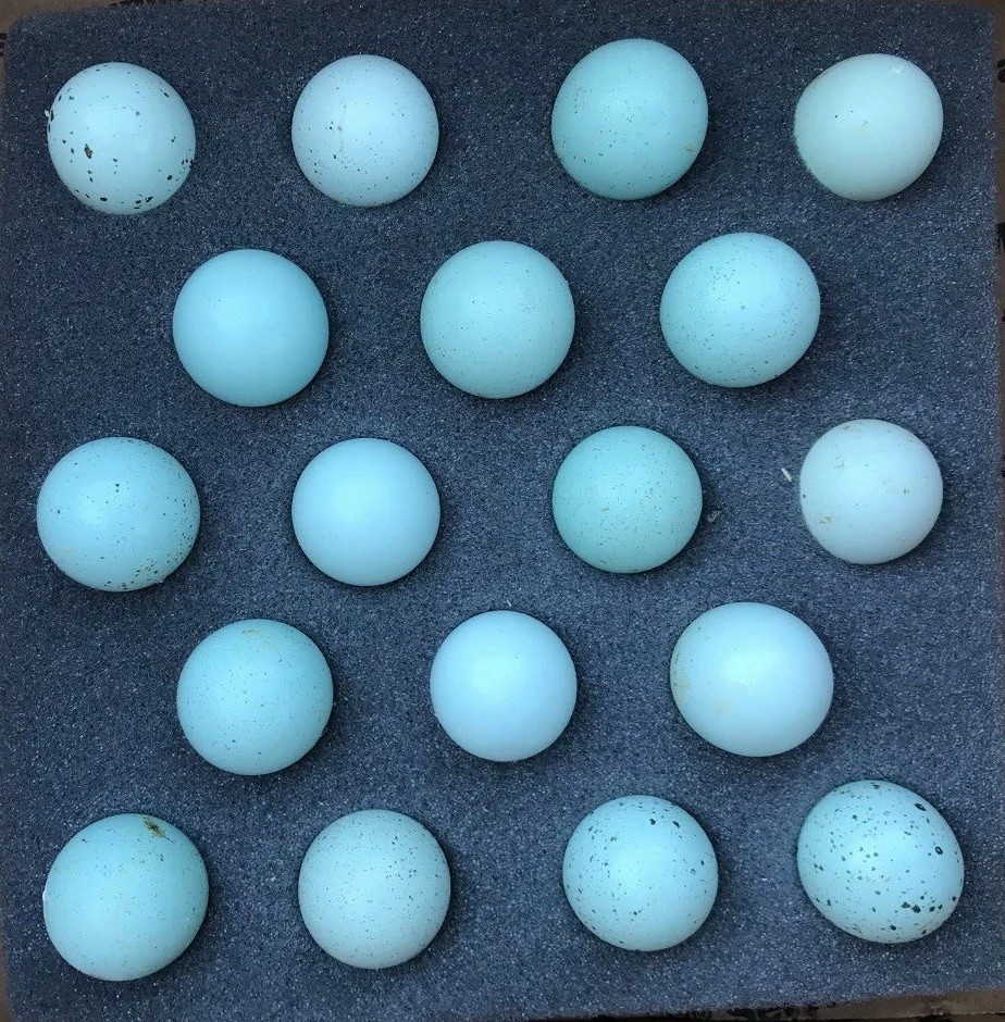 60 Celadon Blue Coturnix Quail Eggs - 100% BLUE