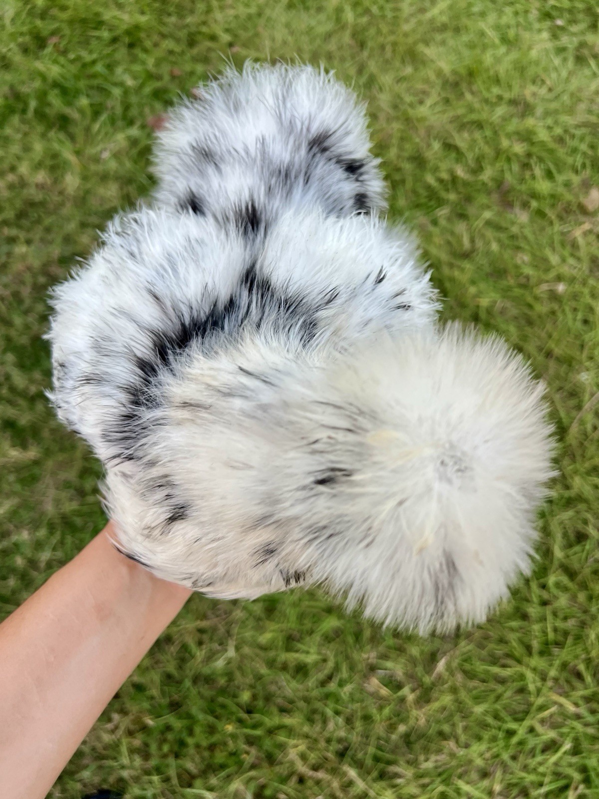 6+ Bearded Paint Silkie Hatching Eggs NPIP Certified Flock