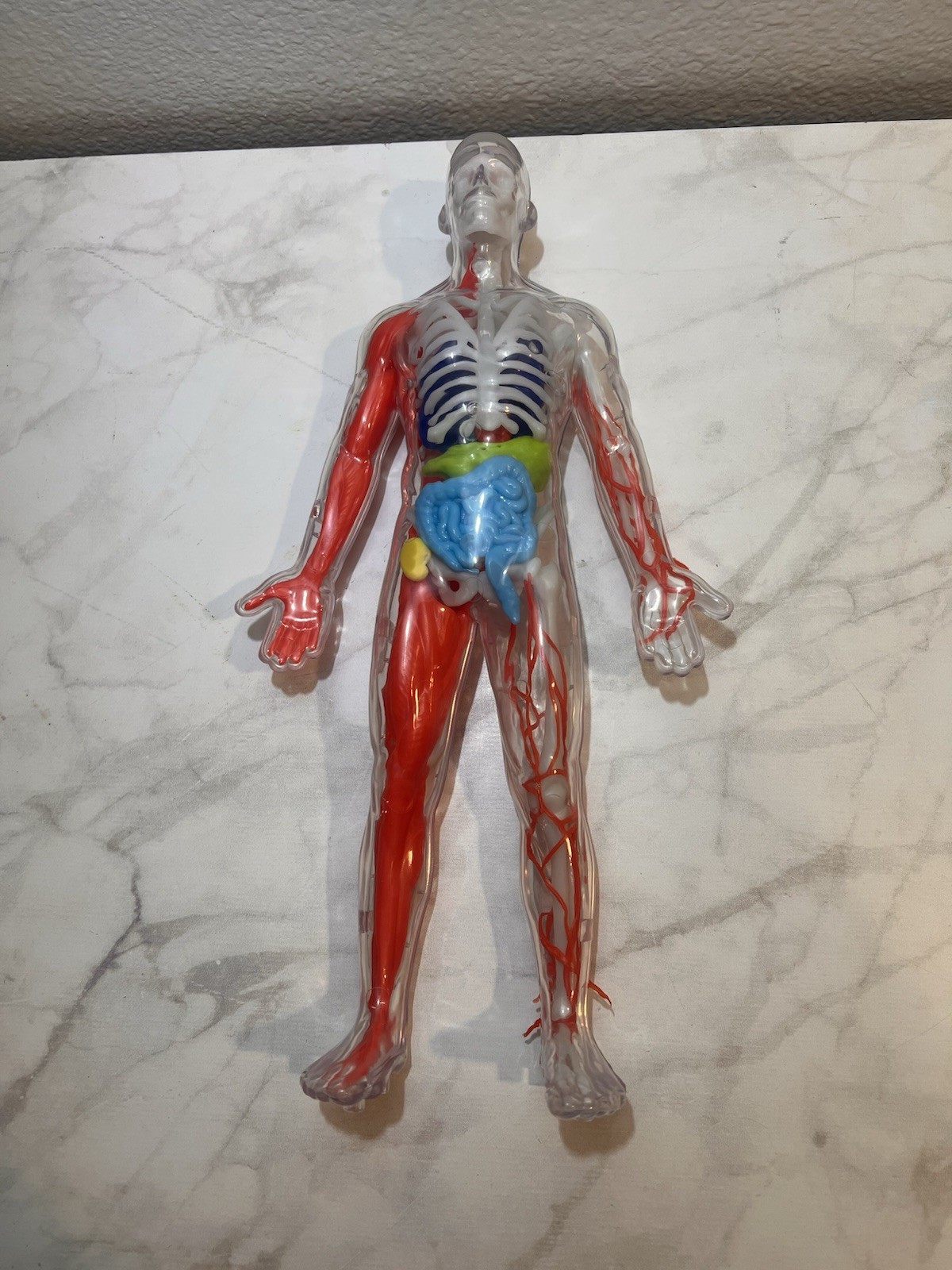 1/6 Transparent Human Skeletal and Vascular Organs Anatomical Model Medical