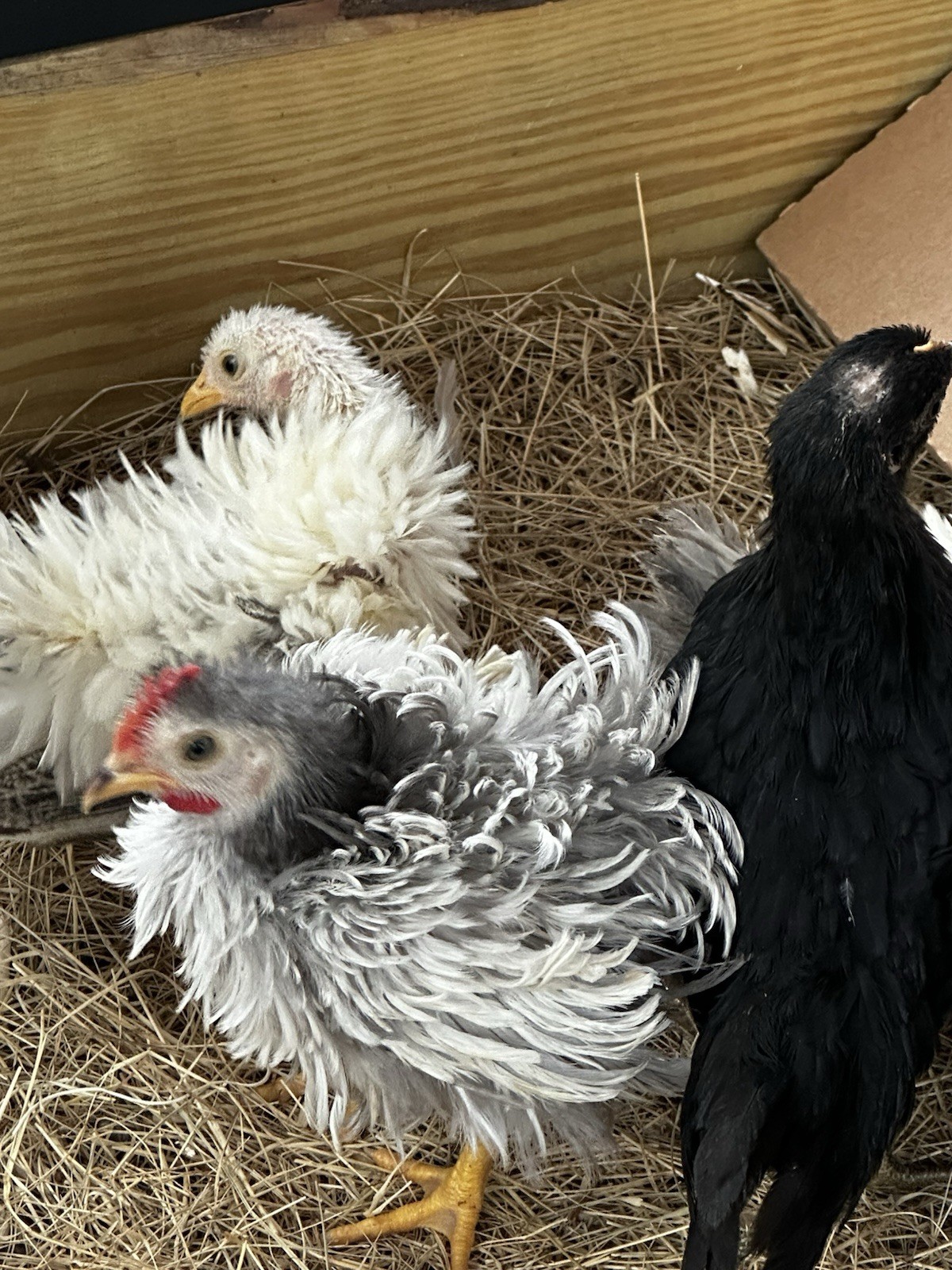 18 Show Quality Malaysian Serama Hatching Eggs