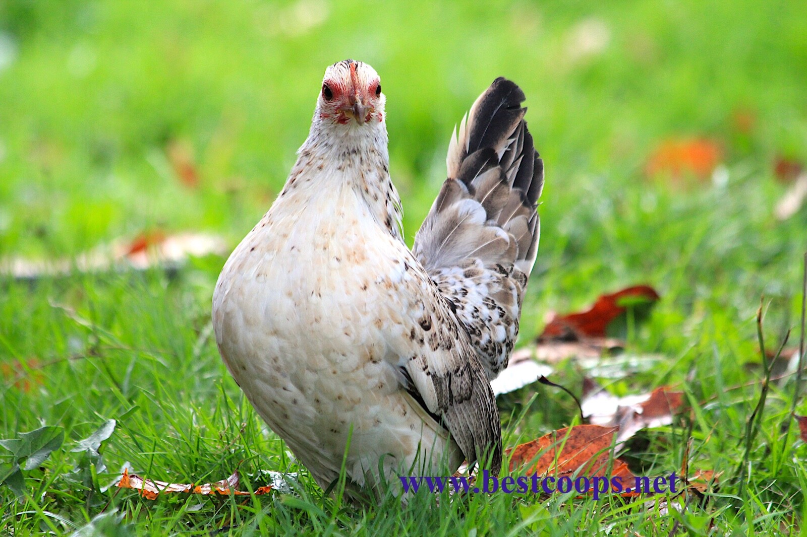 4+ Fertile Show Quality Serama Chicken Hatching Eggs