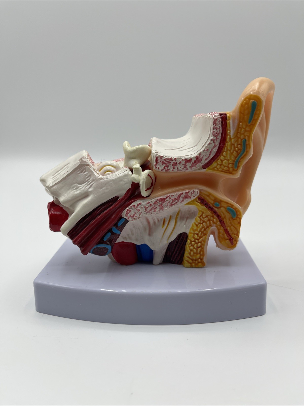 Enlarged Model Human Ear Anatomy Model Organ Medical Teaching Supplies USA