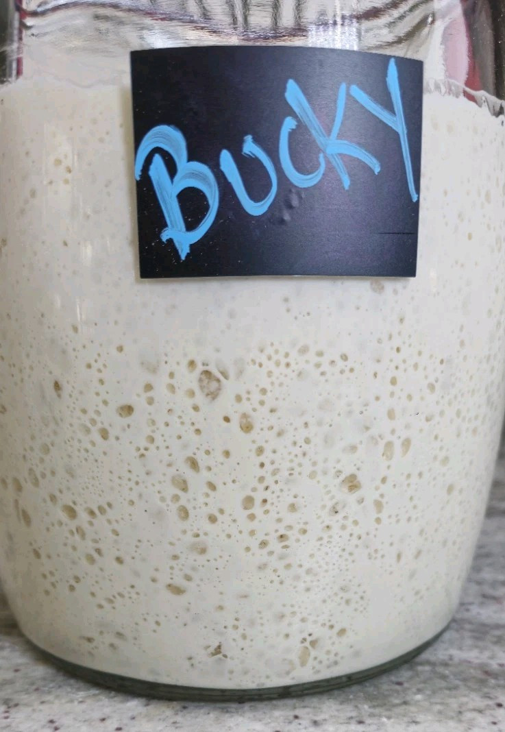 LIVE SOURDOUGH STARTER (Bucky) - Make Dough Next Day Active, Established, Strong