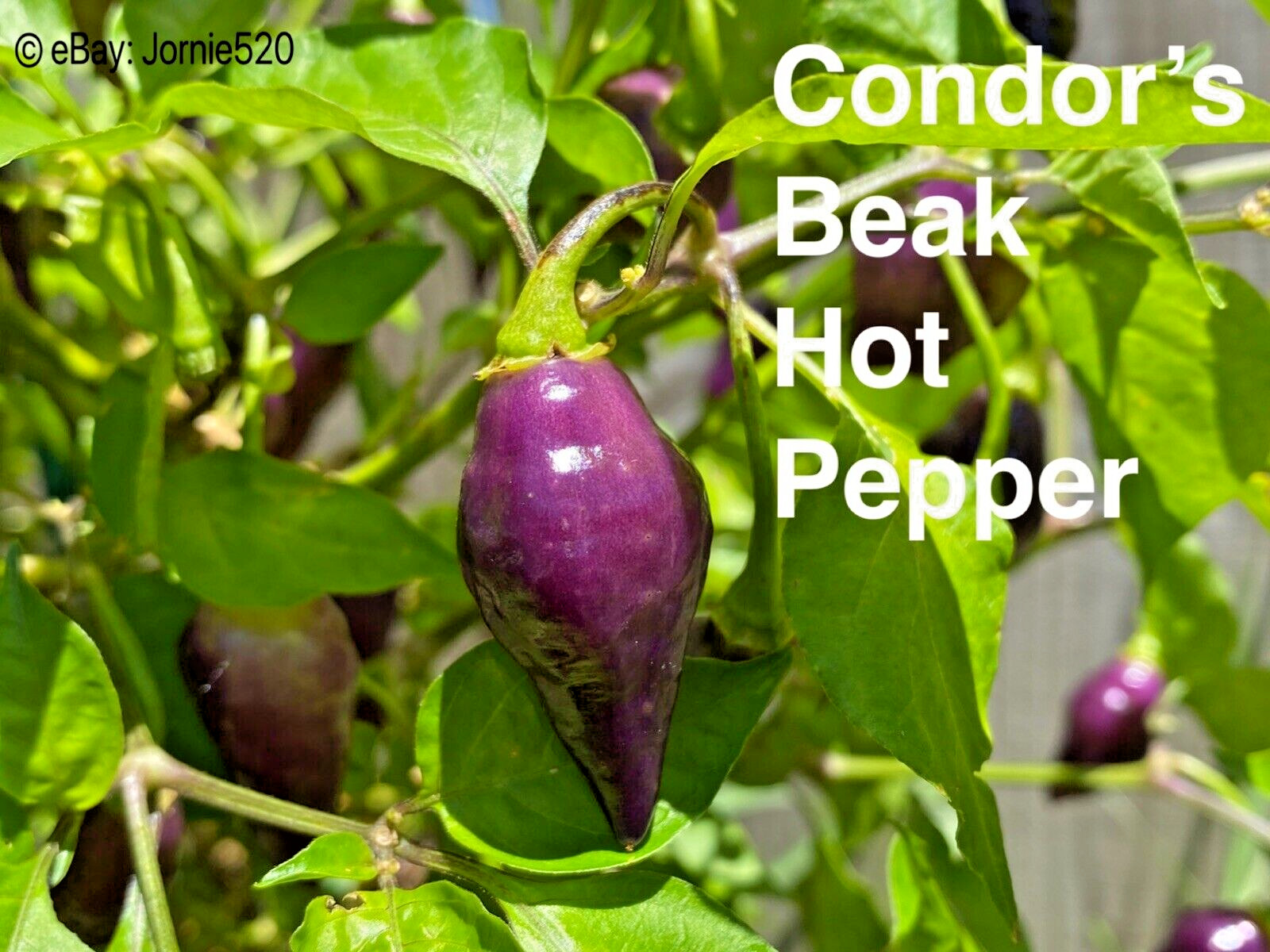 RARE✿ NEW! Purple Condor's Beak Hot Chile Pepper 10+ Seeds ●Heavy Yields