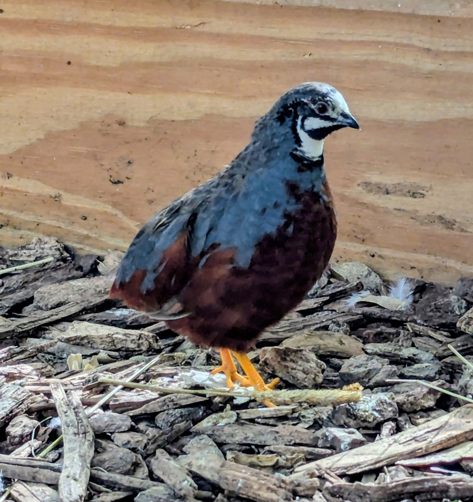 18+2 Button Quail Hatching Eggs