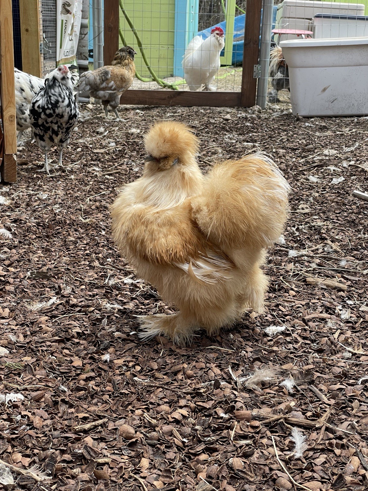 18-pack Fertile Silkie Hatching Eggs - Variety Pack