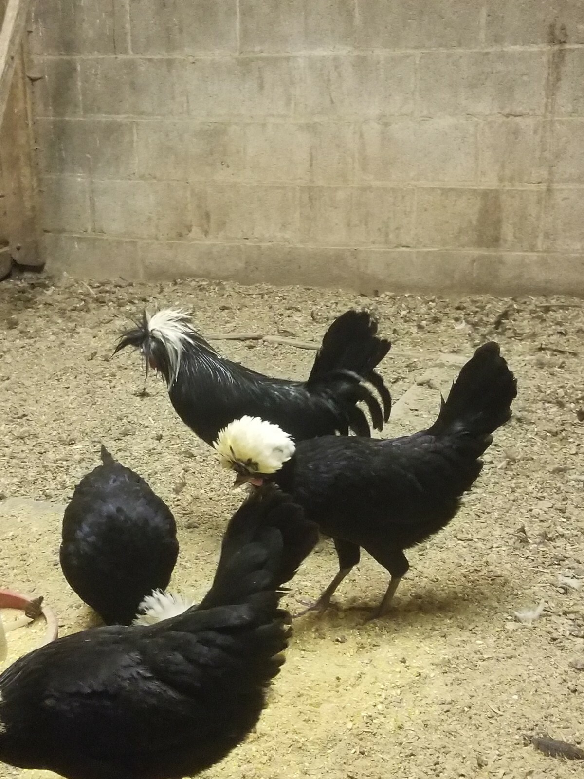 DOZEN White Crested Black Polish Hatching Eggs - Chicken