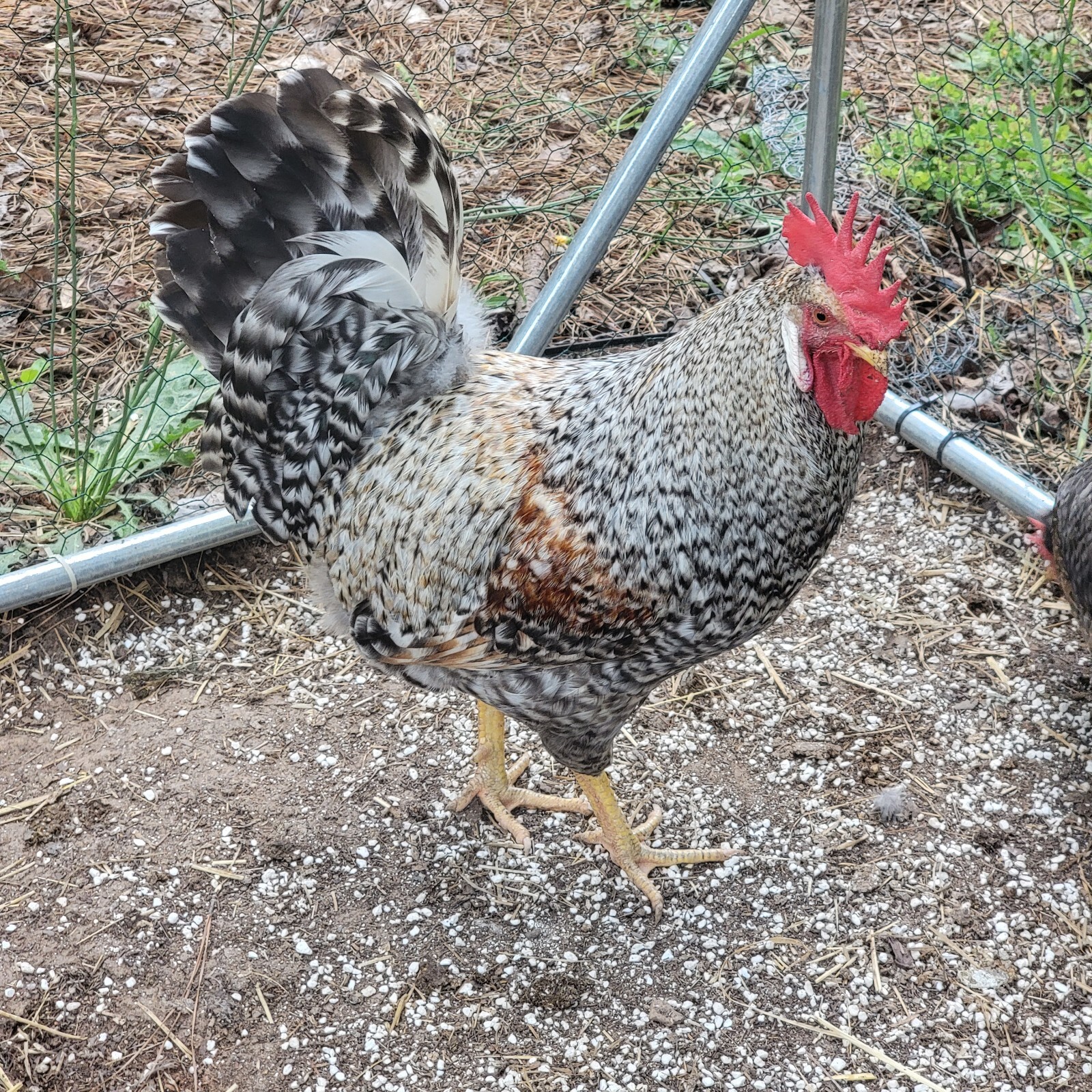 12 + Crest Cream Legbar Hatching Eggs