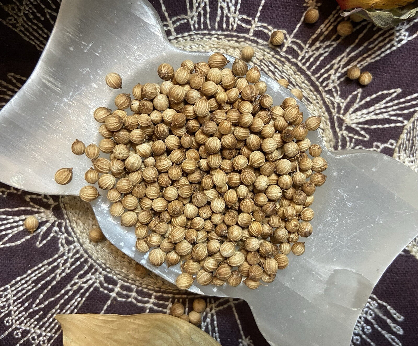 Coriander Seeds, Love, Health, Immortality, Healing, All Natural, Pagan