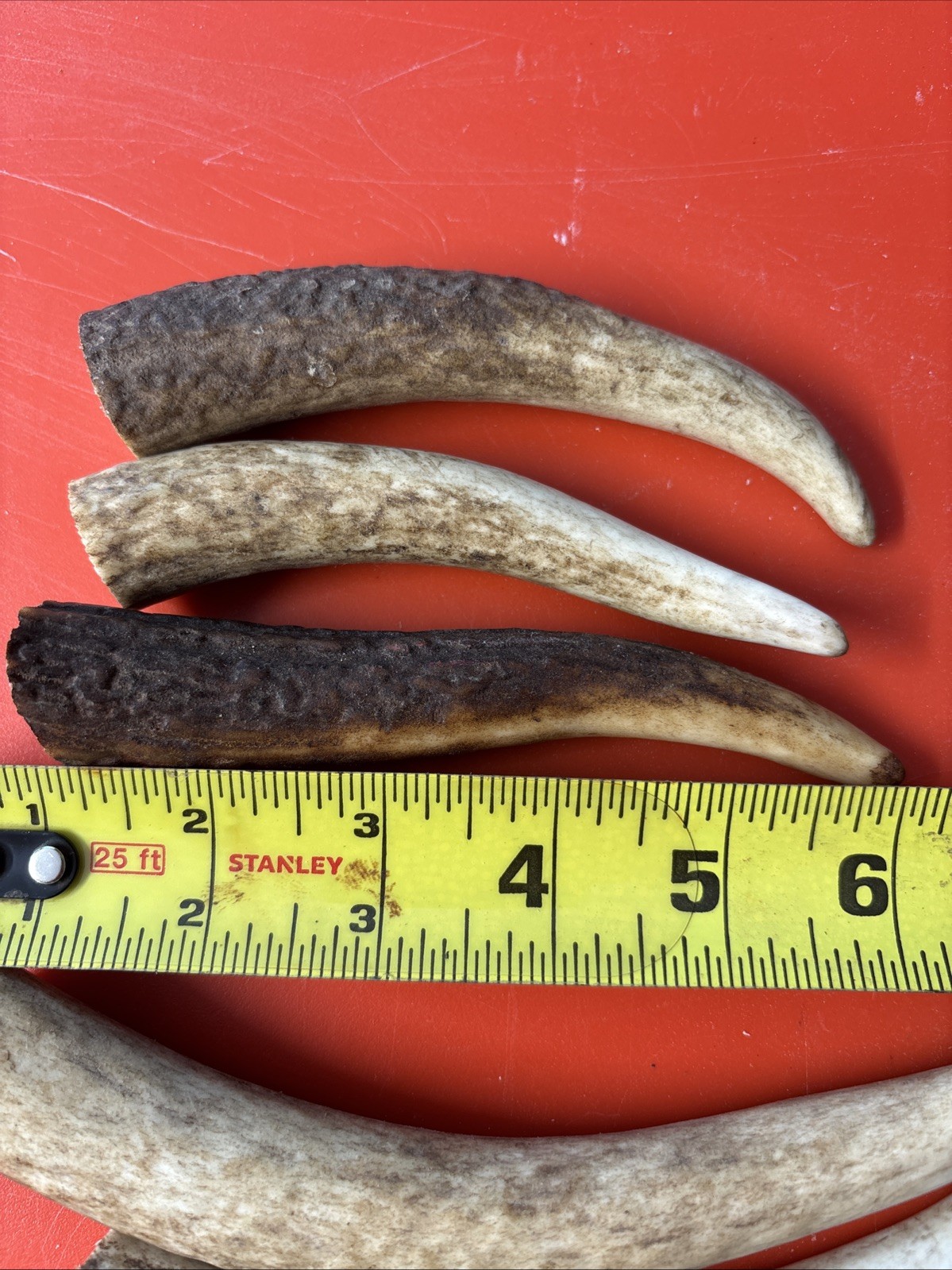 Lot-E128 Elk Antler Tips for Knife Material Handle Material