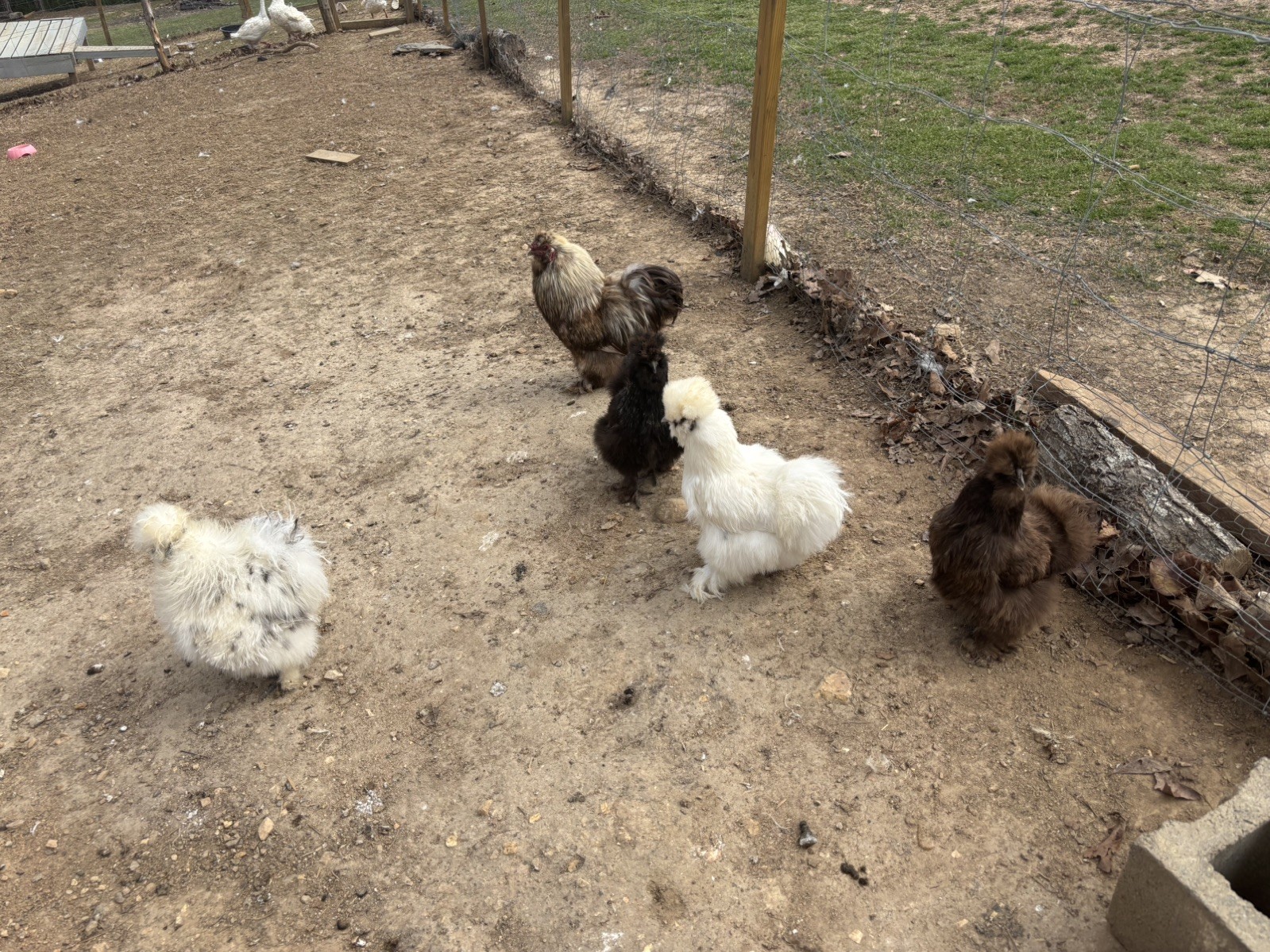 12 Bearded Silkie Hatching Eggs