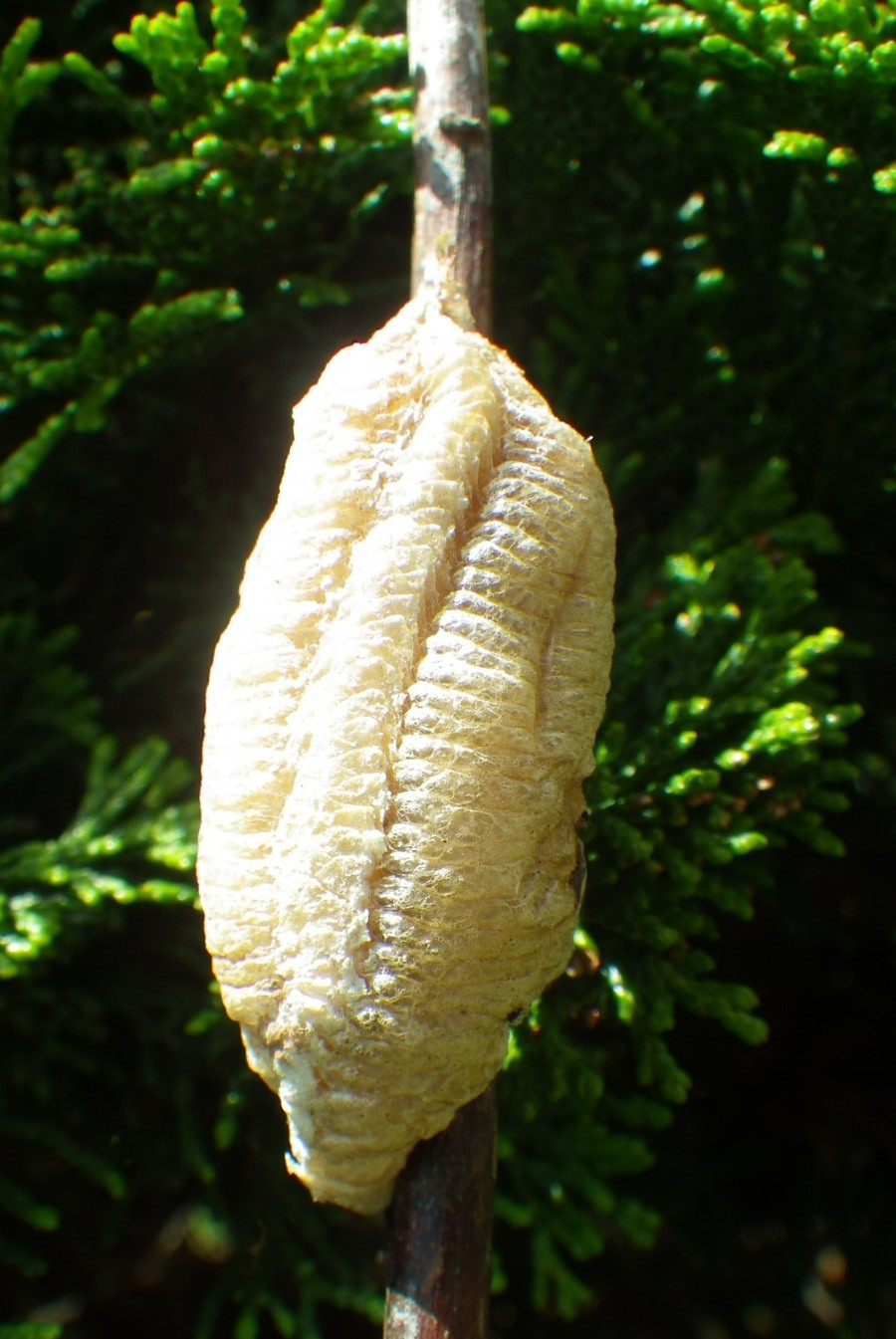 1 BIG GIANT EUROPEAN PREYING MANTIS EGG CASE PRAYING MANTIS NATURAL PEST CONTROL