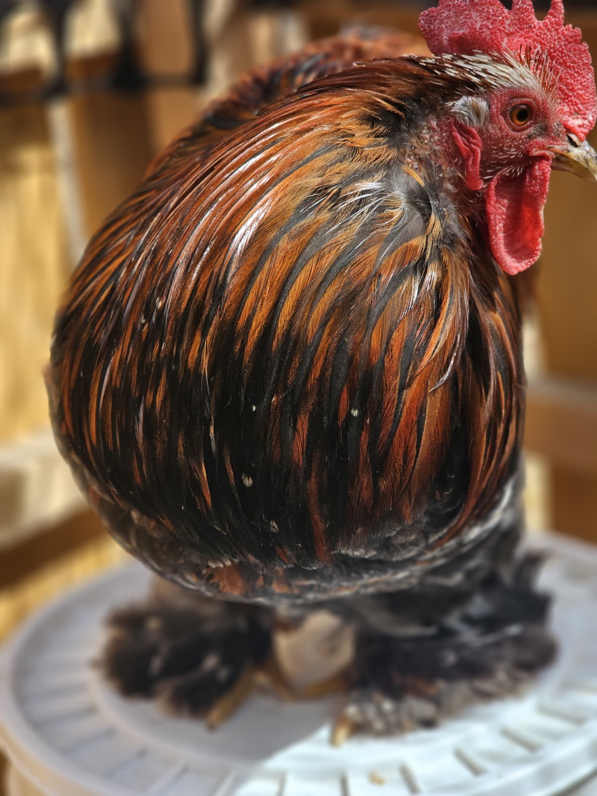 12++ Bantam Calico/mille Cochin Hatching Eggs NPIP/AI