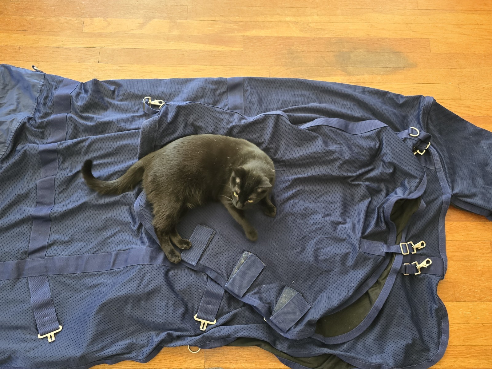 Back On Track Mesh Sheet With Neck Cover, 84 Inch