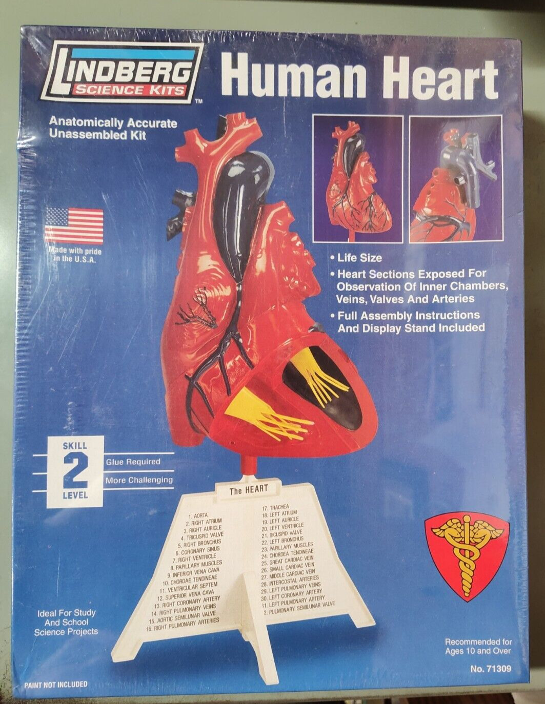 Lindberg 71309 Life Size Human Heart Anatomical Model Kit New in Sealed Box