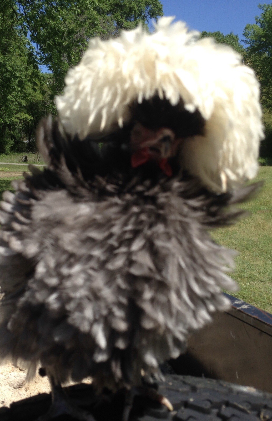 polish frizzle hatching eggs 15+ NPIP