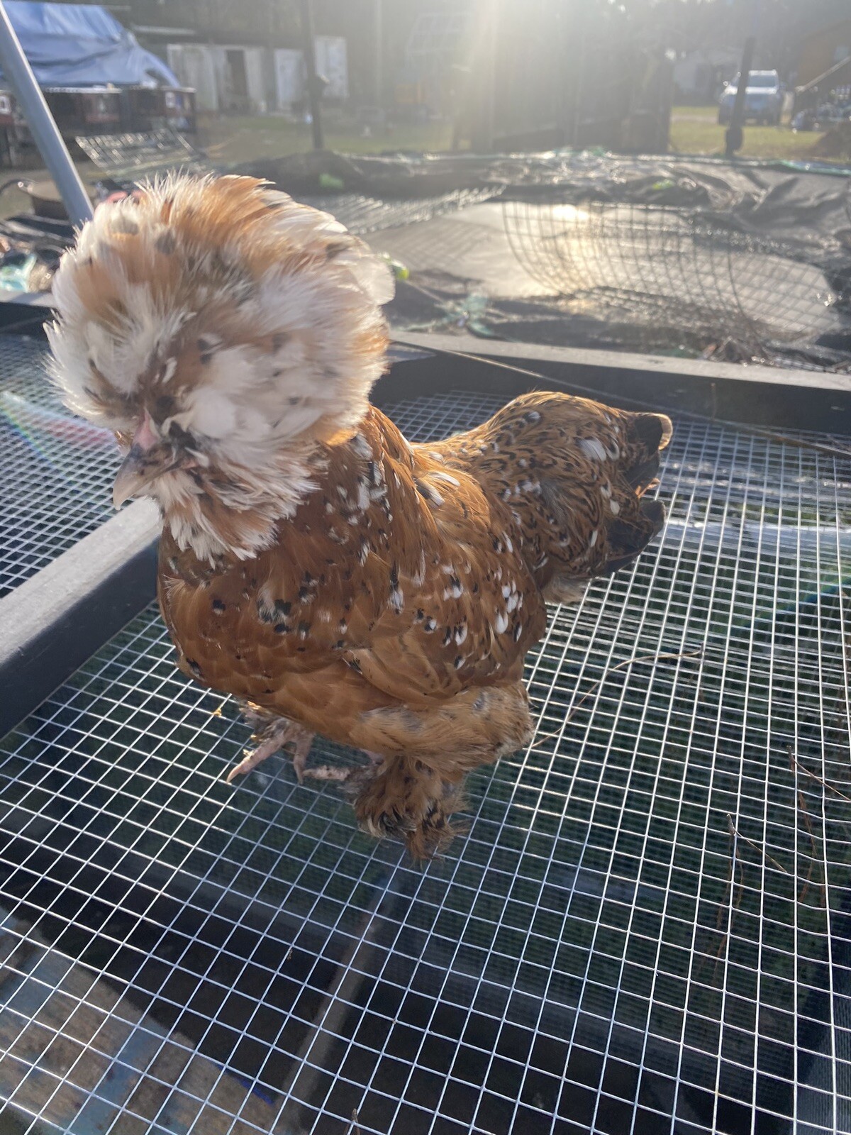 12+ Mille Fleur Satin Hatching Eggs NPIP & AI Clean