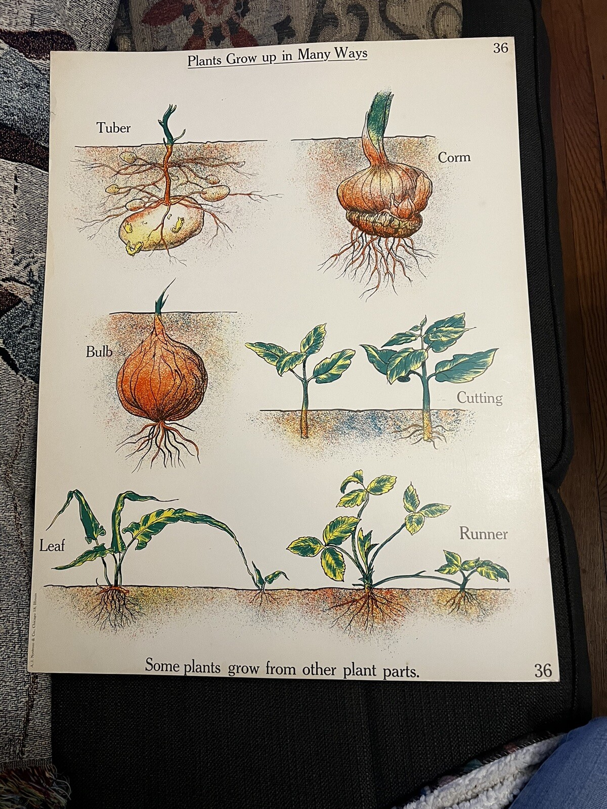 VINTAGE A.J. Nystrom Elementary science chart Plant growth chart 24 x18.5