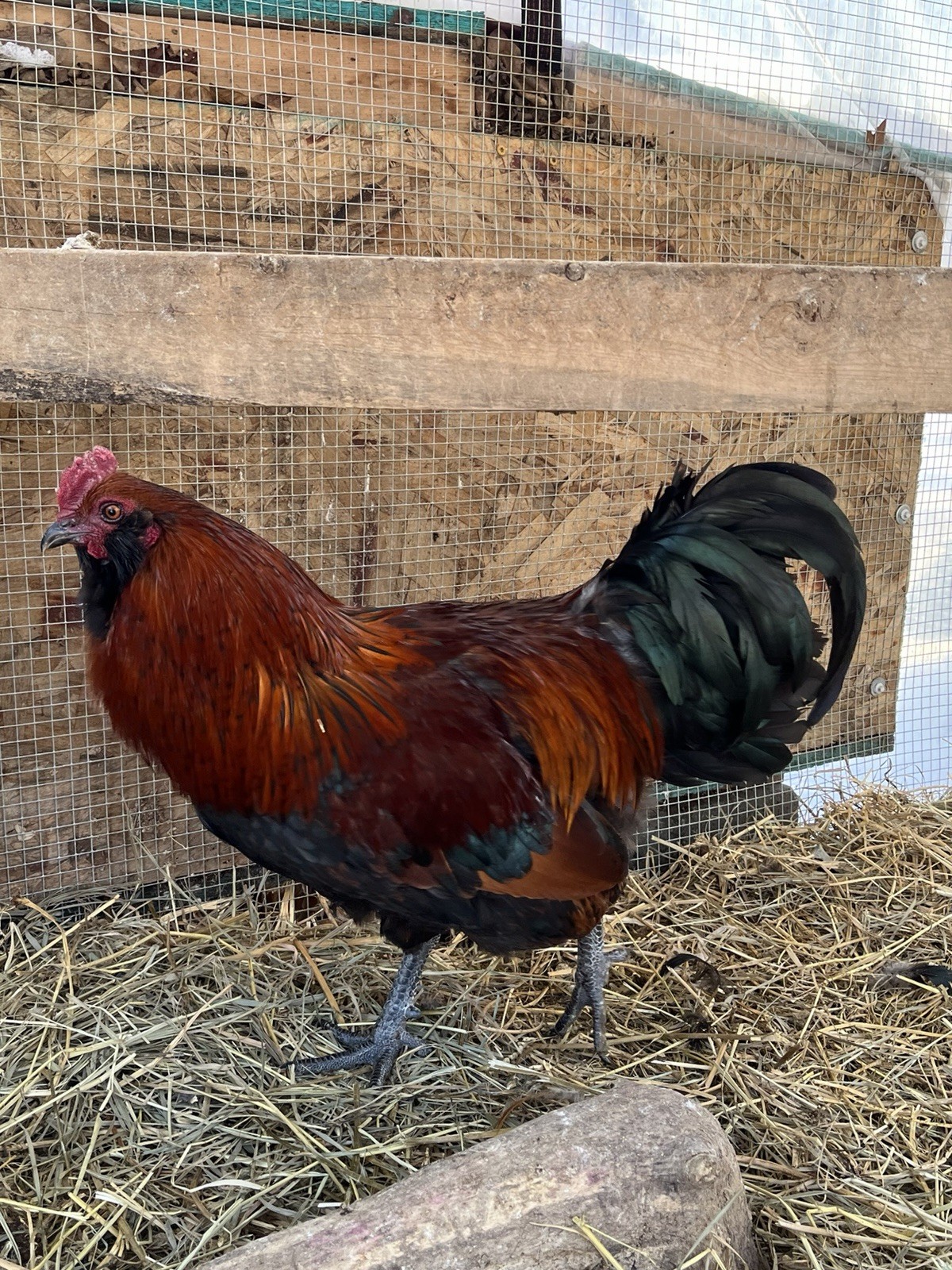 16 + Hatching Eggs Sampler - Easter Egger, Marans, Wyandotte, Ameraucana