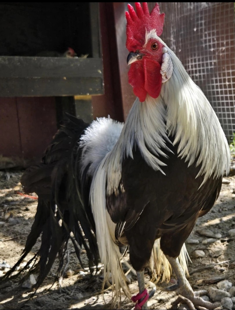 Silver Phoenix Hatching Eggs From Exibitiob Lines NPIP AI Clean 6+