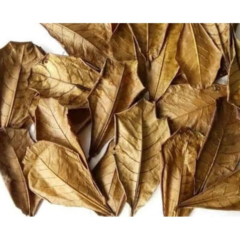 Catappa /ketapang leaves 25 pcs