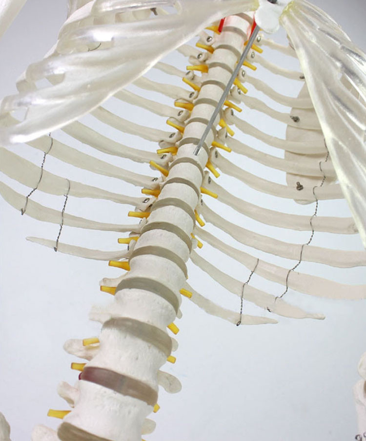 Education Model Anatomical Human Skeleton Nurse Training Display Teaching