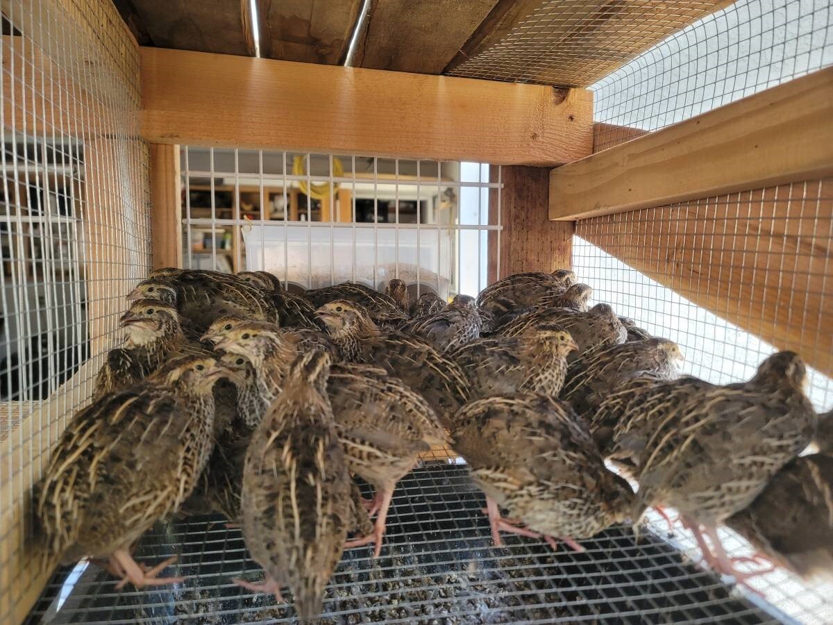 24 Fertile Coturnix Quail Hatching Eggs