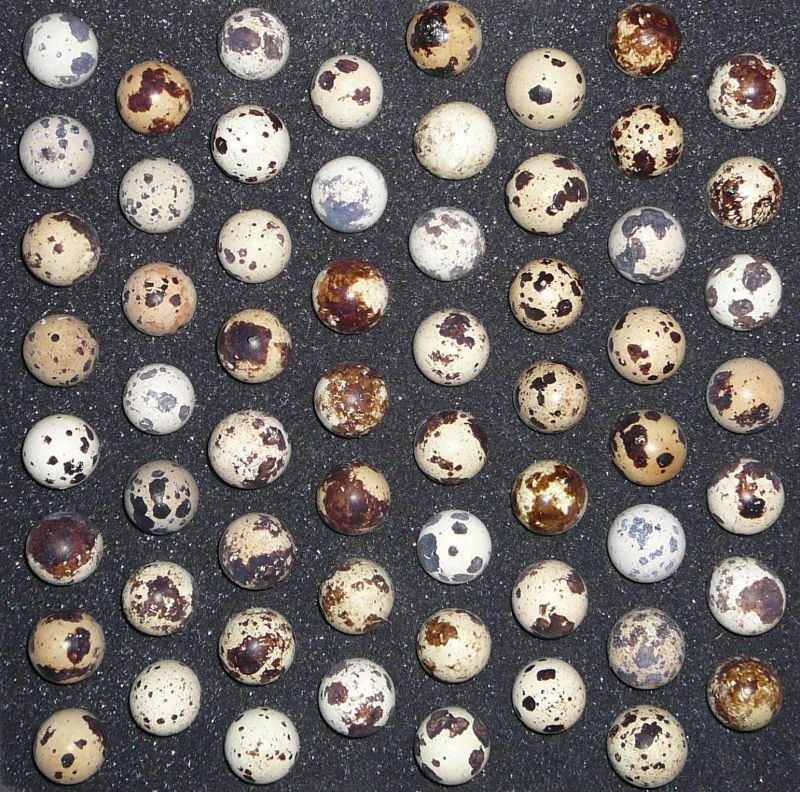 50 JUMBO BROWN Fertile Coturnix Japanese Pharoah Quail Hatching Eggs