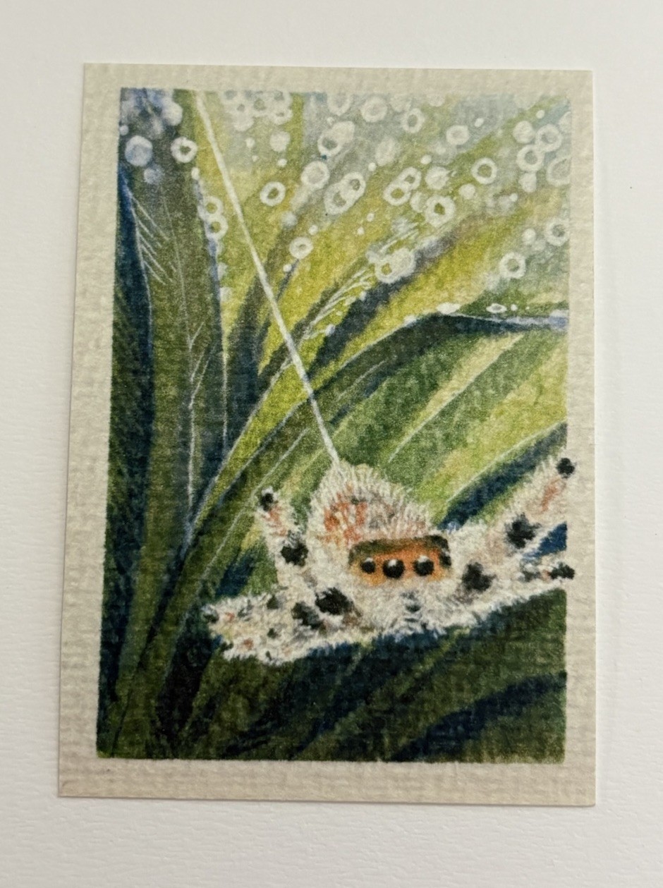 Jumping Spider ACEO Painting PRINT original Art Trading Card Dezarea Dunn