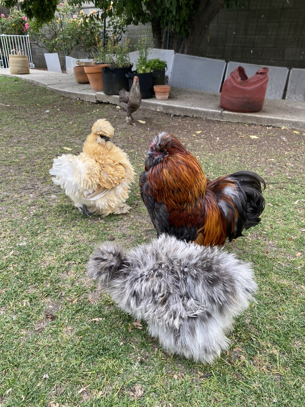 18 Silkie, Satin, Frizzle Hatching Eggs