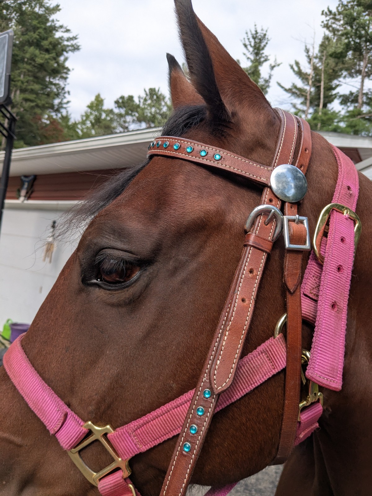 bridles for horses
