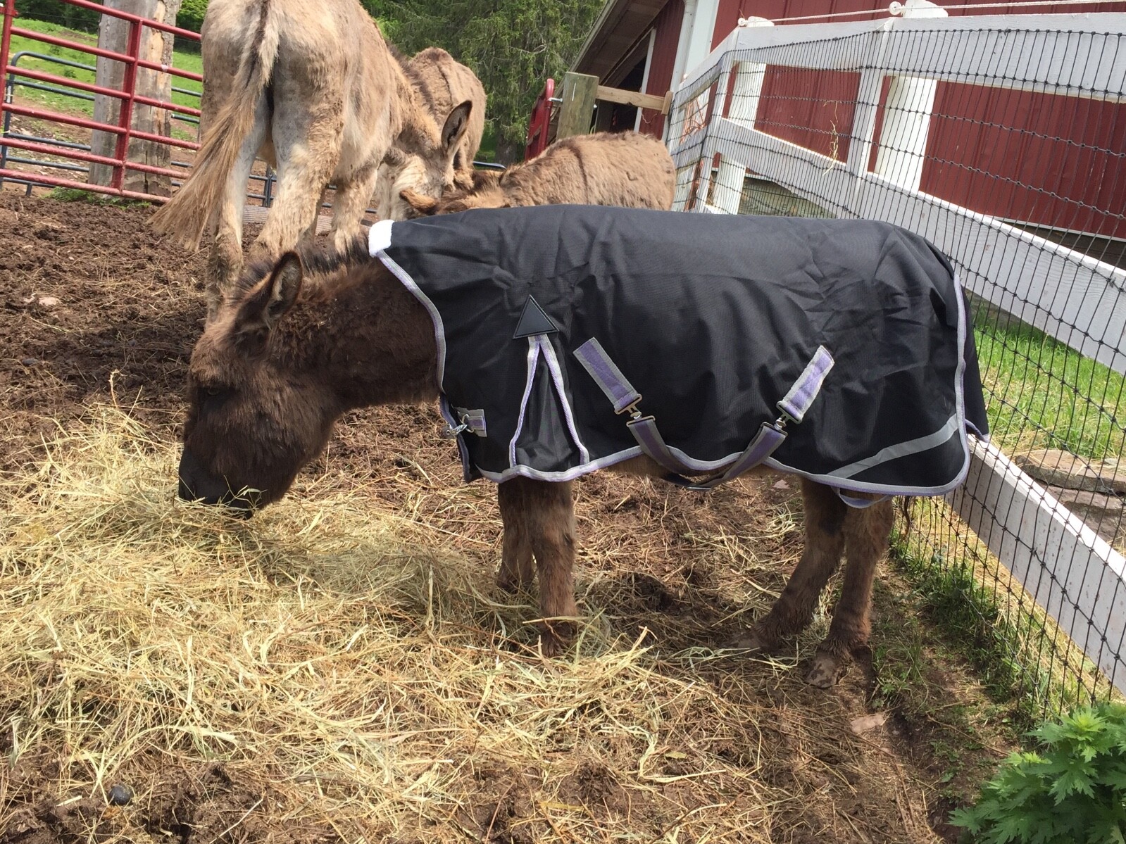 Donkey Longear Winter Turnout Blanket - mini donkey