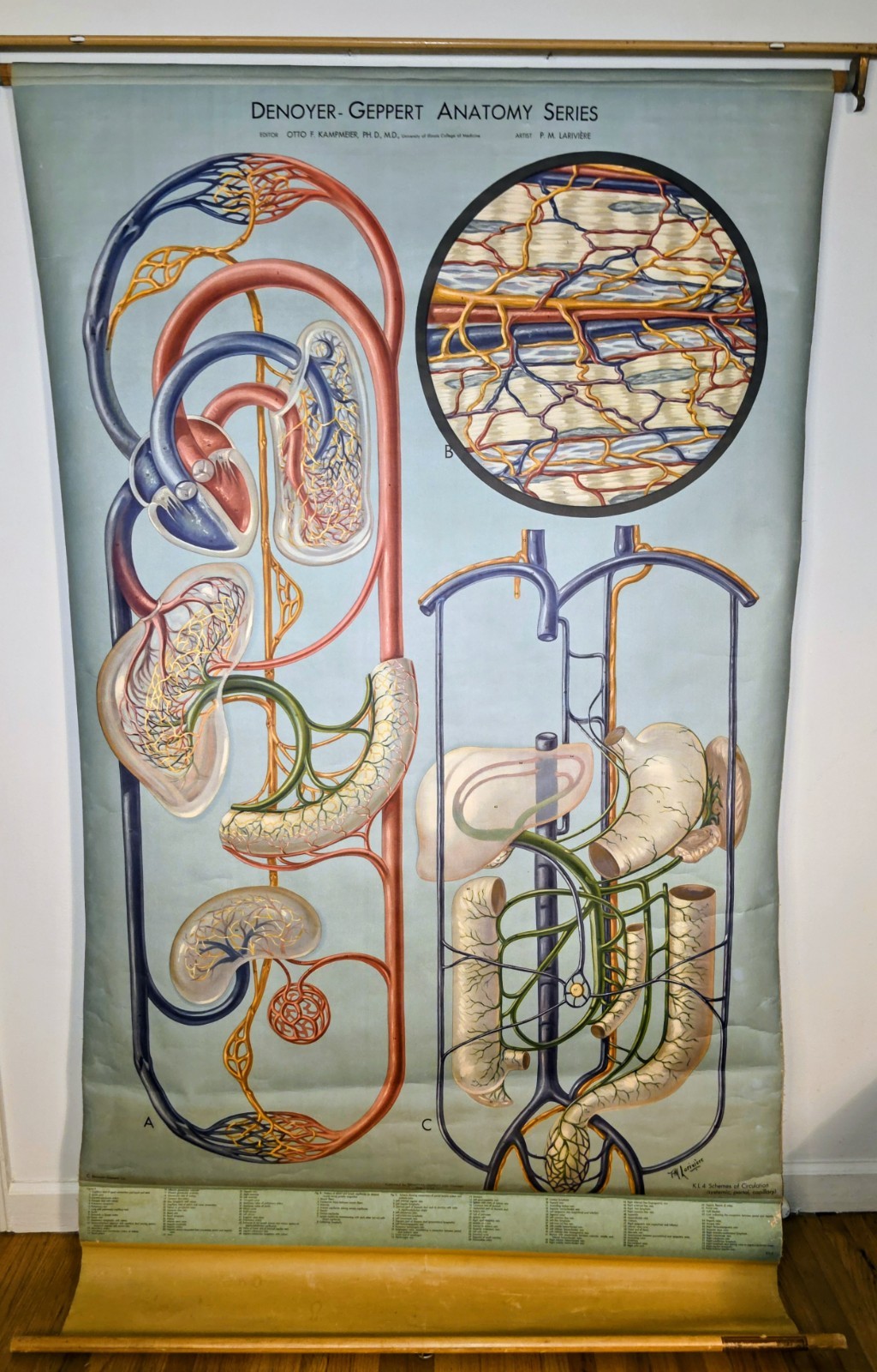 Denoyer-Geppert Anantomy Series Chart