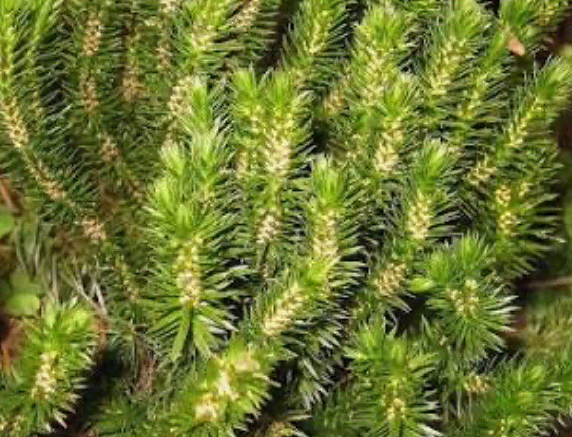 (Huperzia lucidula ) - Rare Live Plant Sale - Aquarium / Terrarium / Bonsai
