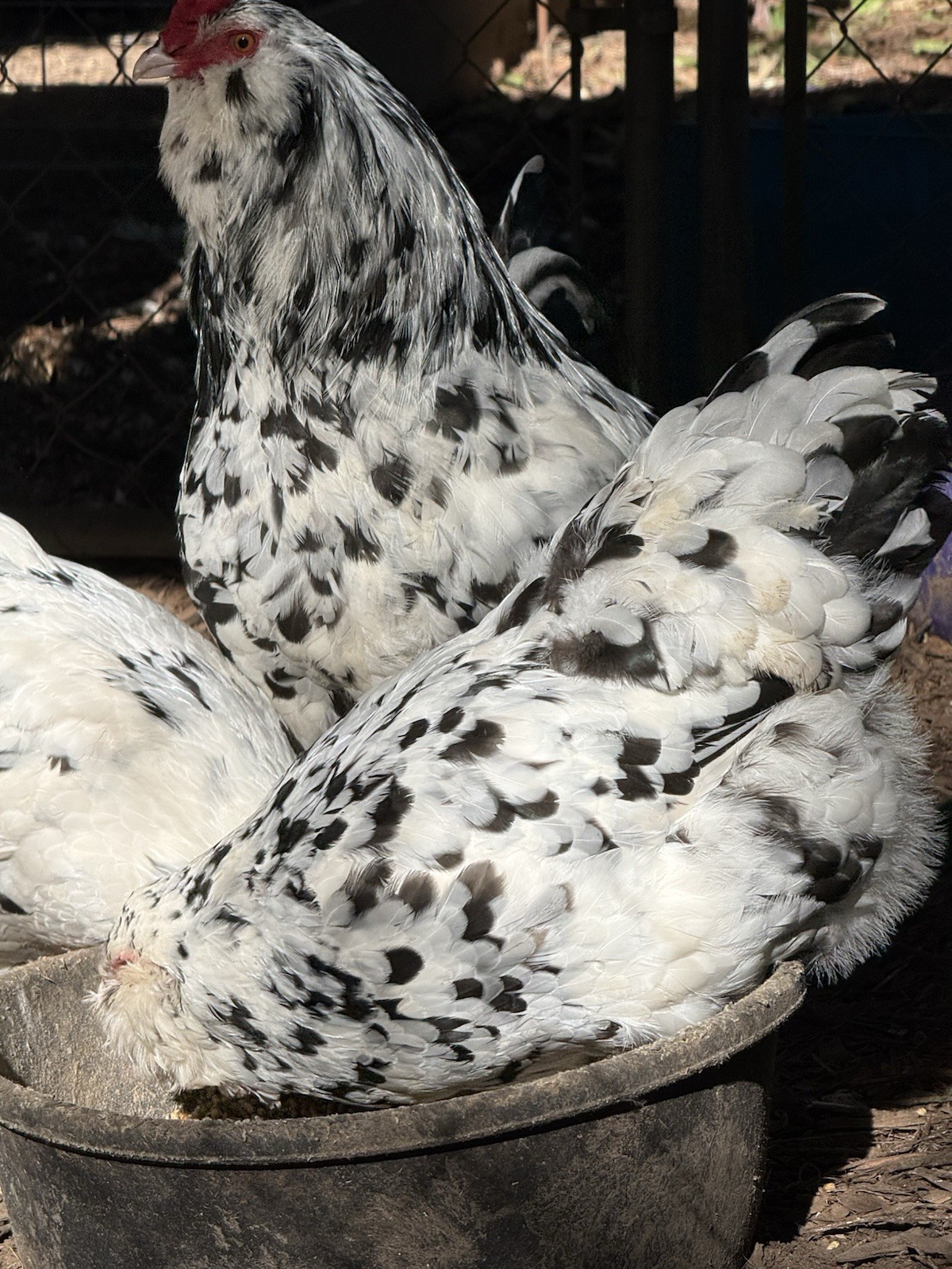 10+ Big bearded Ermine Ameraucana Chicken Hatching Eggs